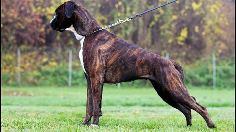 Can Boxers Be Brindle