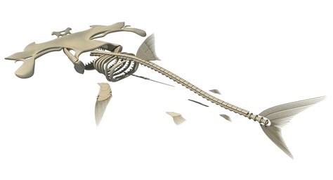 Skeleton Whale Shark Dolphin 3d Turbosquid 1238796