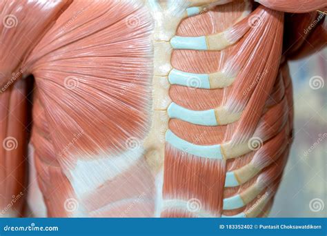 Chest Muscles Anatomy Human Anatomy Chest From Low Angle Bone