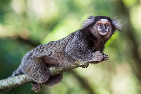 Sagui Affe Im Wilden Rio De Janeiro Brasilien Stockfoto Bild Von