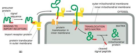 BIOL 130 UNIT 6 - Intracellular Compartments and Protein Sorting ...