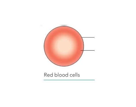 Specialised animal cell - Red blood cell Quiz