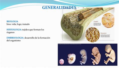 SOLUTION Generalidades Anatomia Como Ciencia Terminologia Anatomica