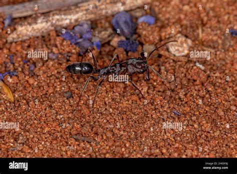 Adult Red Trap Jaw Ant Of The Genus Odontomachus Stock Photo Alamy