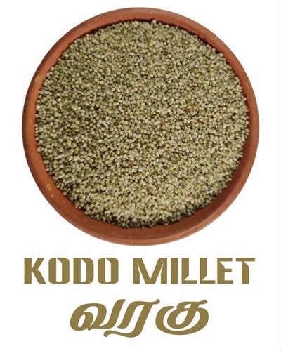 Indian Organic Kodo Millet For Food Processing High In Protein At Rs