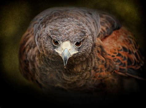 Harris Hawk By Pat Abbott Raptors Bird Wild Birds Beautiful Birds