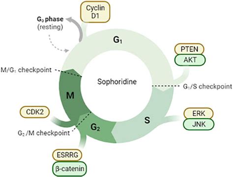 Frontiers Research Progress Of Sophoridines Pharmacological