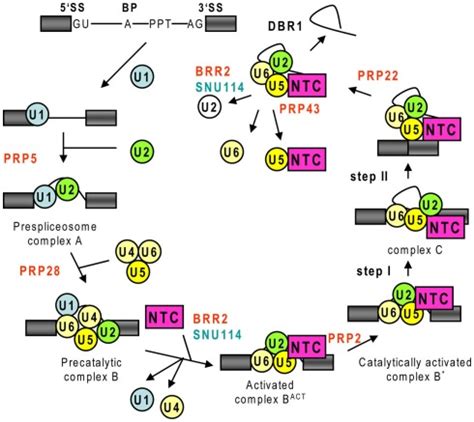 Schematic presentation of spliceosomal assembly and catalytic cycle ...