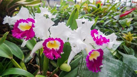 Phipps Conservatory for the Orchid and Tropical Bonsai Show