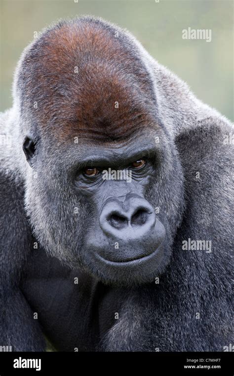 Silverback gorilla hi-res stock photography and images - Alamy