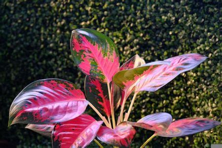 Mejores Variedades De Aglaonema