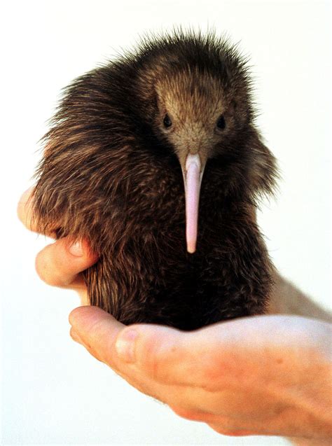 Flightless Birds Surviving Without Flight Nature Blog Network