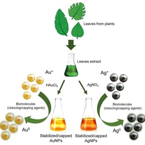 Schematic Representation Of Au Nps And Ag Nps Synthesis Using Plant