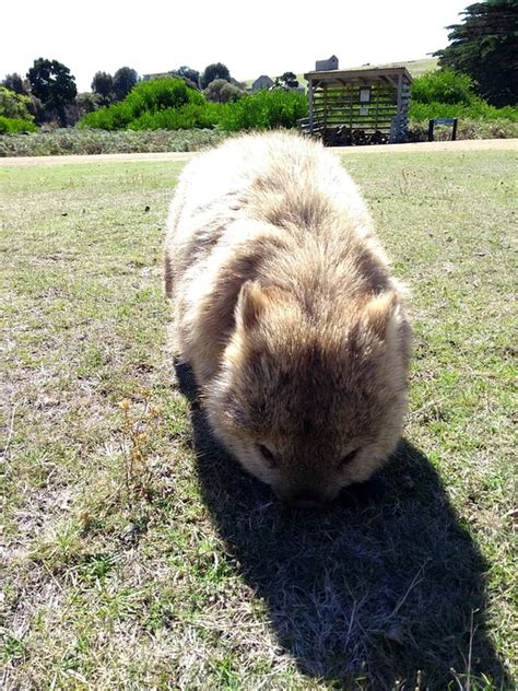 Wombat Australia Wildlife - Free photo on Pixabay - Pixabay