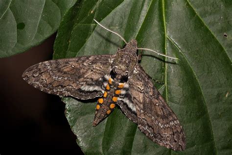 Tobacco Hornworm (Carolina Sphinx Moth): Identification, Life Cycle, Facts & Pictures