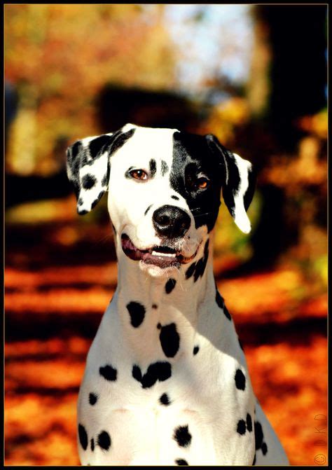 Smiling Dalmatian Yummypets Dog Dalmatian Dalmatian Dogs Canine