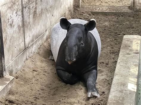 日本馬來貘「英雄」死因曝 「熱緊迫」引起全身循環衰竭 華視新聞網