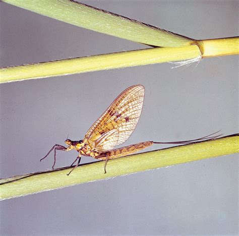 Mayfly | Insects, Life Span, Aquatic Larvae, Metamorphosis, & Facts | Britannica