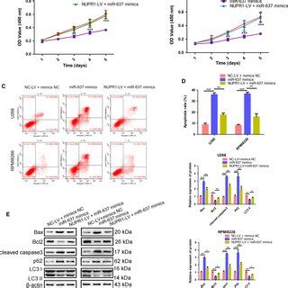 Low Expression Of MiR637 Is Involved In The Viability And Apoptosis Of