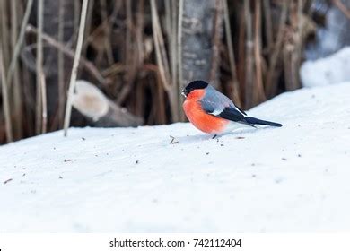 Redbirds Snow Images Stock Photos Vectors Shutterstock