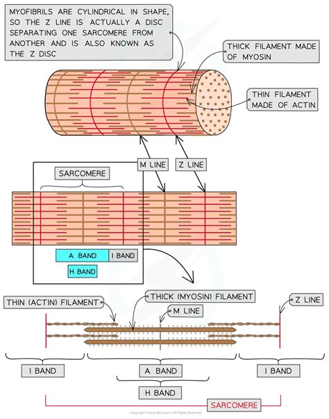 Ultrastructure Of Striated Muscle Cie A Level Biology