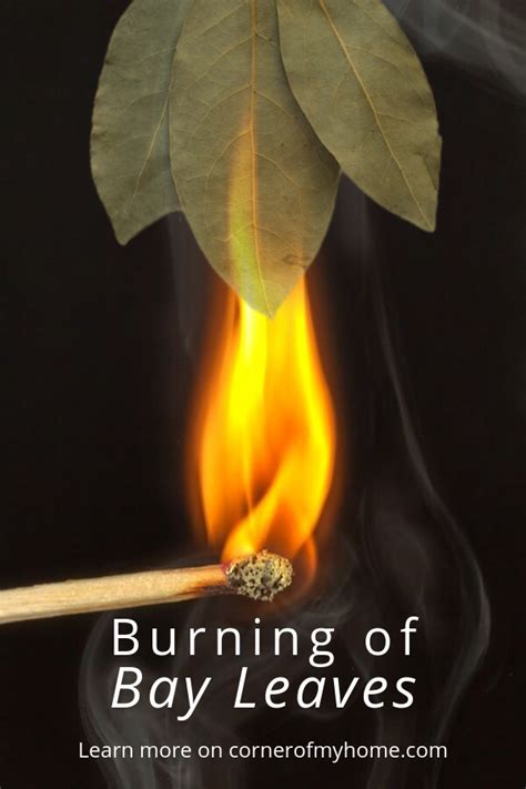 Discover The Benefits Of Burning Bay Leaf It Is Beneficial To Health