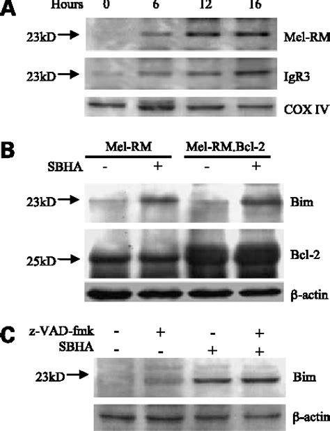 Figure 7 From The Histone Deacetylase Inhibitor Suberic Bishydroxamate