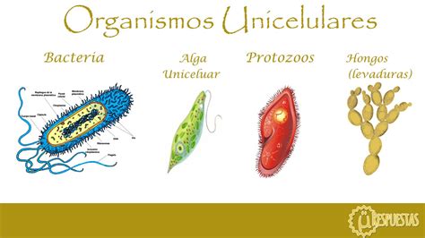 Aunque Parezca Increíble La Mayoría De Los Seres Vivos Del Planeta Son