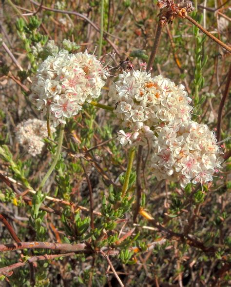 California Buckwheat Photos Page 1