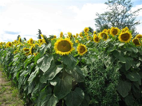 Why Do Farmers Grow Sunflowers Farmer Foto Collections