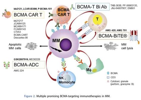 Bcma Blenrep Belantamab Mafodotin Fda Fda