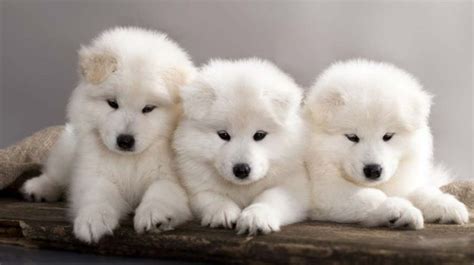 100 Best Samoyed Dog Names! (2024) - We Love Doodles