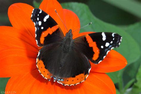 Red Admiral Butterfly North American Insects Spiders