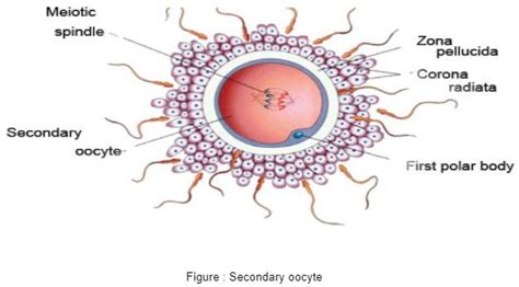 What is correct about zona pellucida?