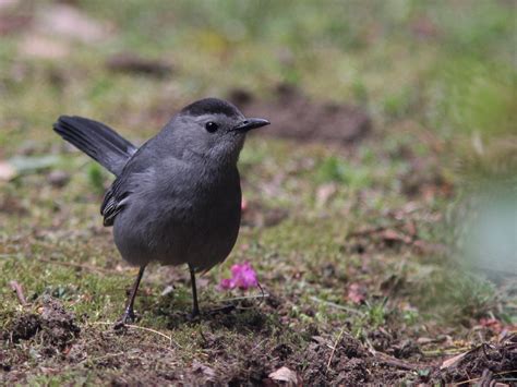 Gray Catbird Home Belchertown Ma May 16 2016 Parulidaephotos