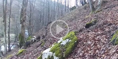 Vid O Une Belle Compagnie De Sangliers Traverse Les Bois En File