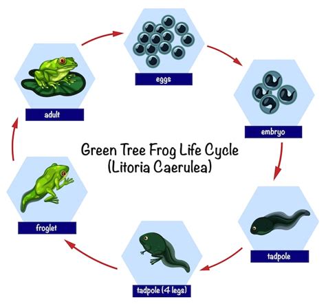 Premium Vector Frog Life Cycle Concept