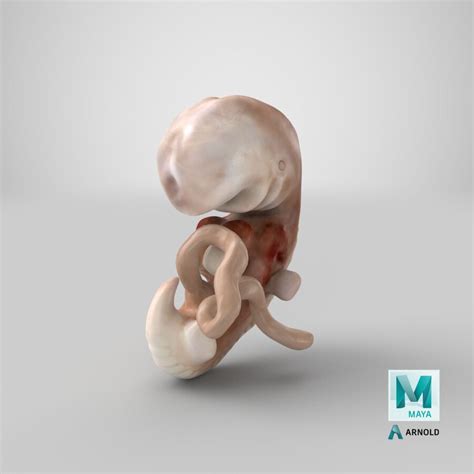 Menschlicher Embryo 4 Wochen 3D Modell 79 Gltf Ma Max Lxo Blend