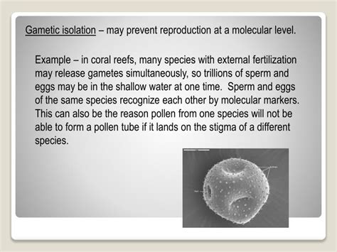 PPT - Speciation PowerPoint Presentation - ID:1067968