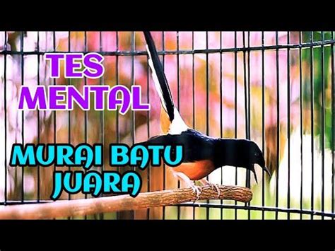 Tes Mental Murai Batu Bongkar Isian Youtube