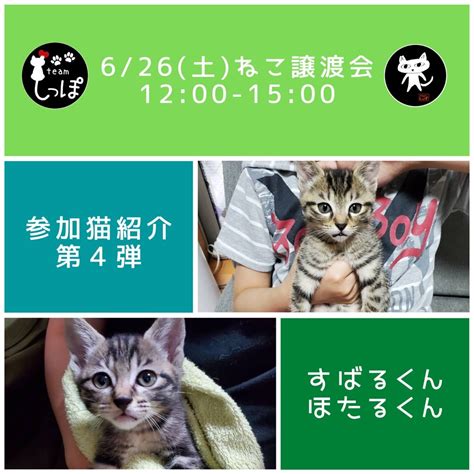 譲渡会参加猫紹介第4弾 Team しっぽのブログ