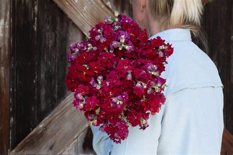 Antirrhinum Majus Madame Butterfly Red Muller Seeds