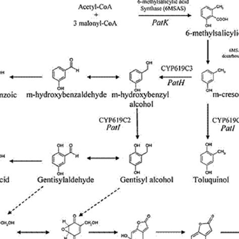 Path way of patulin biosynthesis | Download Scientific Diagram