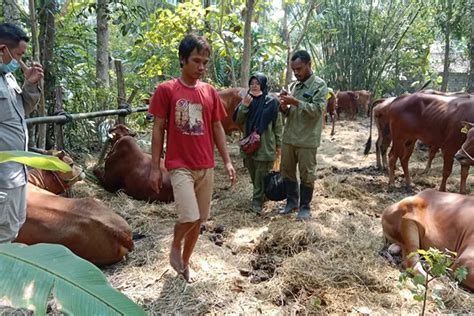 Perketat Arus Lalu Lintas Hewan Kurban Kulon Progo Dapat Kiriman Sapi