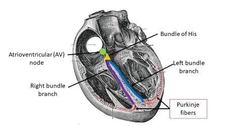 The Of The Heart Is Located In The Walls Of The Ventricles A