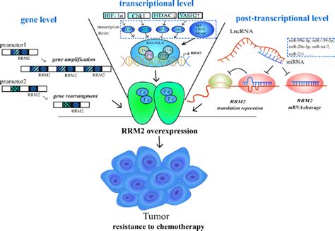 The Overexpression Of RRM2 Is Regulated By Gene Level Transcriptional