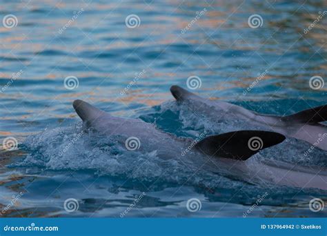 Two Dolphin Performing at the Waterpark Stock Photo - Image of crowd ...