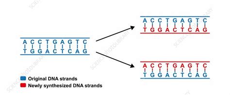 Semiconservative Replication Of DNA Illustration Stock Image F041