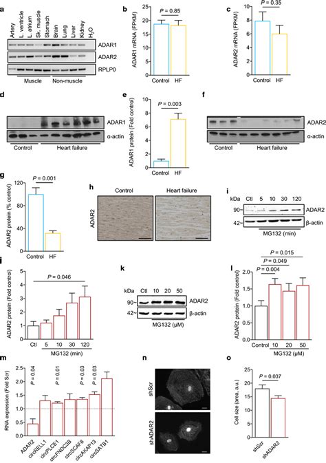 expression  regulation  adar  adar enzymes aadar  adar