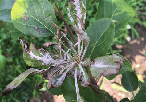 Apple Disease Update Tight Cluster And Pink Bud Nc State Extension